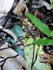 Heteropoda distincta