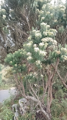 Linochilus rosmarinifolius