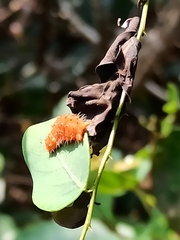 Zygaenoidea