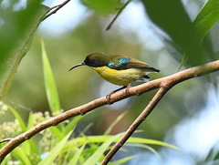 Aethopyga pulcherrima