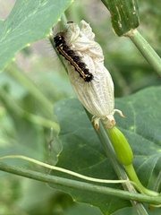 Orvasca