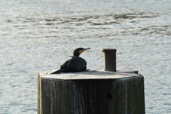 Phalacrocorax carbo