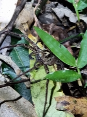 Heteropoda distincta