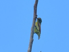 Aethopyga pulcherrima