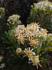 Linochilus rosmarinifolius