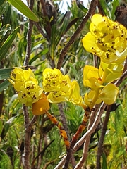 Thesium euphorbioides