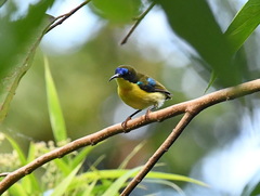 Aethopyga pulcherrima