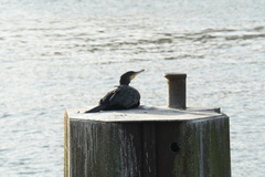 Phalacrocorax carbo