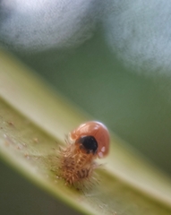 Chilocorus nigritus