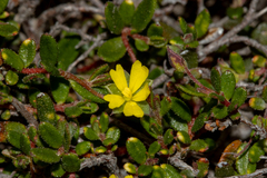 Hibbertia empetrifolia radians