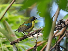 Aethopyga pulcherrima