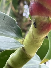 Costus woodsonii