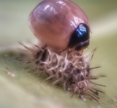 Chilocorus nigritus