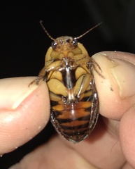 Dytiscus fasciventris