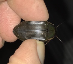 Dytiscus fasciventris