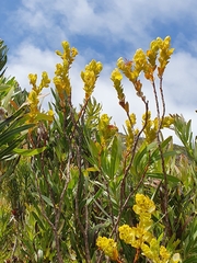 Thesium euphorbioides