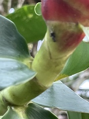 Costus woodsonii