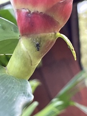 Costus woodsonii