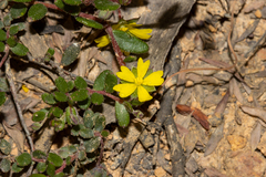Hibbertia empetrifolia radians