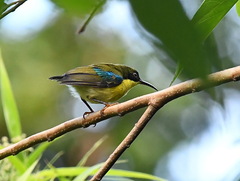 Aethopyga pulcherrima