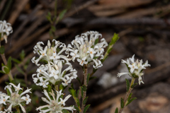 Pimelea phylicoides