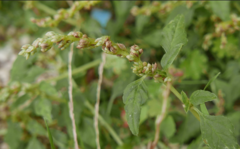 Amaranthus deflexus