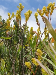 Thesium euphorbioides