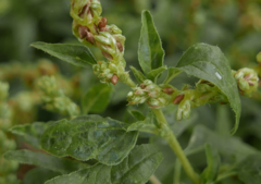 Amaranthus deflexus
