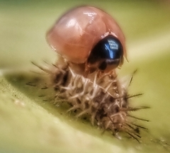 Chilocorus nigritus