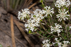 Pimelea phylicoides