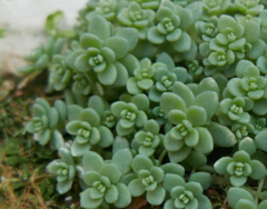 Sedum dasyphyllum