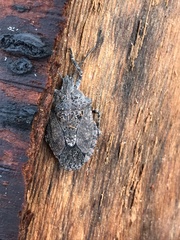 Brochymena