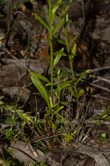 Stackhousia aspericocca