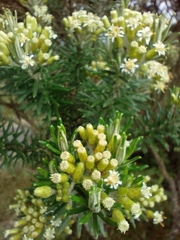 Linochilus rosmarinifolius