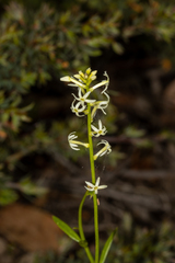 Stackhousia aspericocca