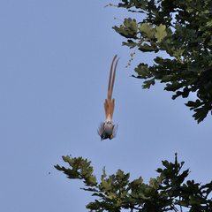 Terpsiphone viridis plumbeiceps