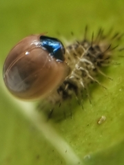 Chilocorus nigritus