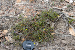 Hibbertia empetrifolia radians