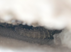 Tarentola mauritanica