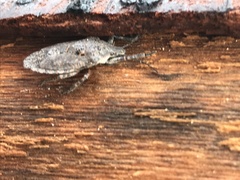 Brochymena