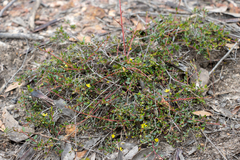 Hibbertia empetrifolia radians