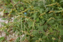 Amaranthus deflexus