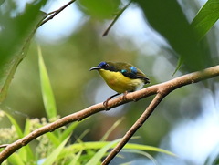 Aethopyga pulcherrima