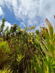 Thesium euphorbioides