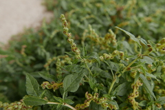 Amaranthus deflexus