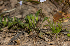 Viola sieberiana