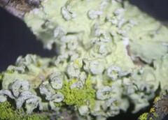 Flavoparmelia soredians
