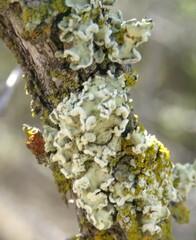 Flavoparmelia soredians