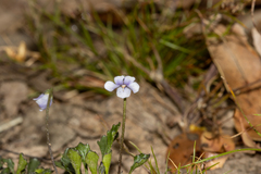 Viola sieberiana