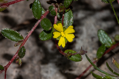 Hibbertia empetrifolia radians